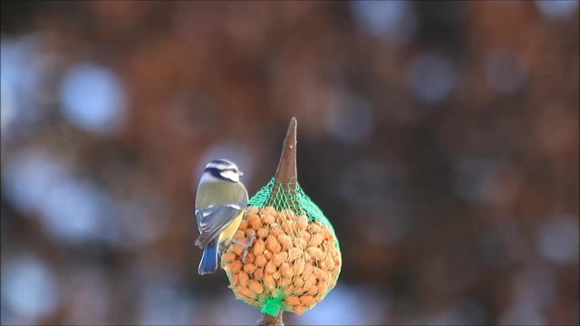 blue tit Parus caeruleus eats nuts
