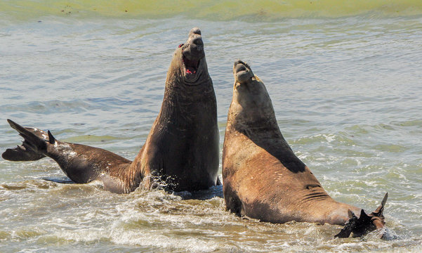 Two elephant seals in a fight over a female.