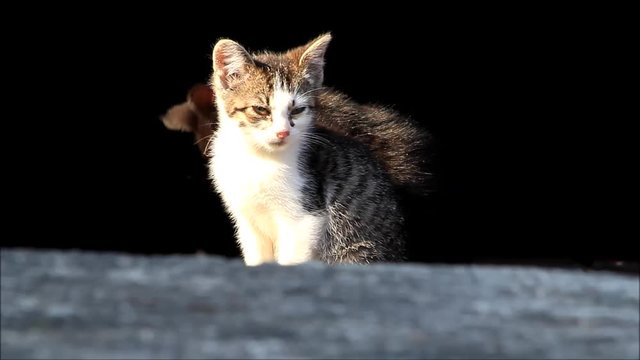 Kitten sitting in the sunlight
