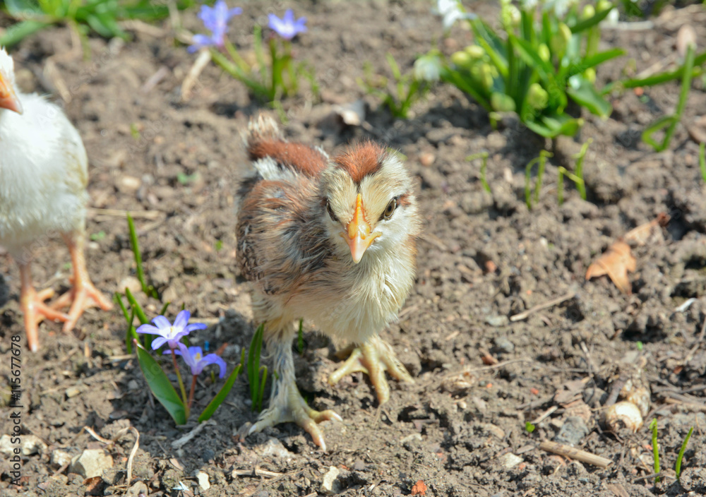 Canvas Prints Very small chicken 20