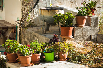 Fototapeta na wymiar Flower pots in the backyard of the house. Crete. Greece