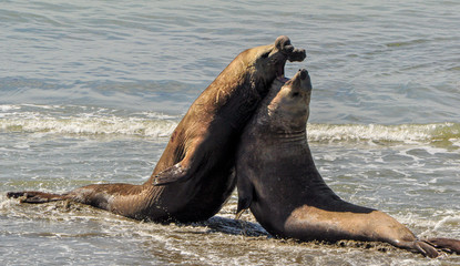 Two elephant seals in a fight over a female.