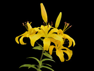 Yellow lilies 10