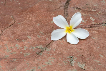 Flower on concrete floor