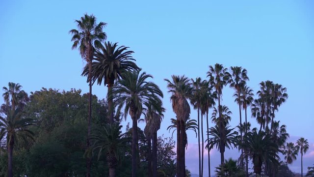 Palm Trees 12 Tropical Resort Sunset