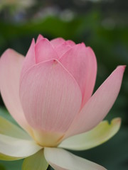 Fototapeta premium Lotus