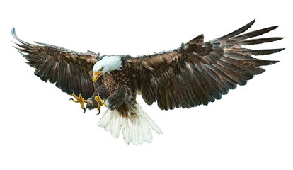 Bald eagle bird winged flying swoop hand draw and paint on white background vector illustration.