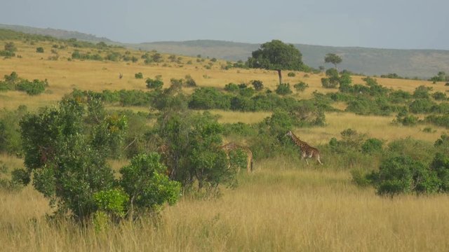 AERIAL: Giraffes in sunny African safari