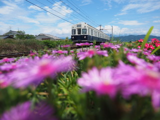 お花畑とローカル線の電車