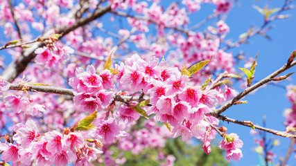 Fototapeta na wymiar Pink Wild Himalayan Cherry in nature