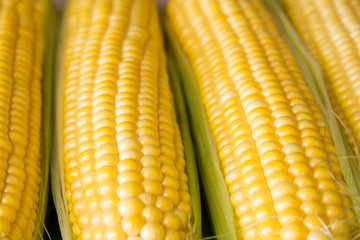 Ripe corn grains on cob and green leaves. Closeup