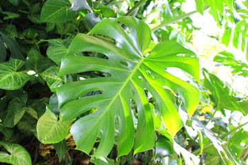 Monstera leaf © marine art