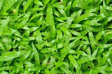 Green grass texture,Green football field grass . Green grass texture from a field . 
