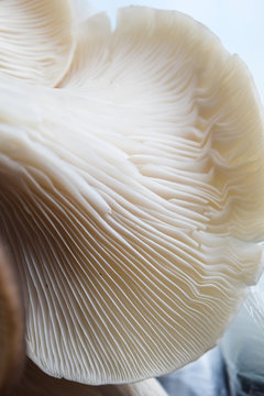 mushroom background