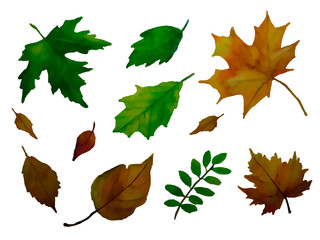 set of leaves background. Vector