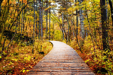 Wooden boardwalk through autumn forest. Beautiful landscape