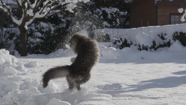 SLOW MOTION: Playful cat catching a snowball in winter