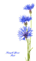Cornflower. Bouquet of wild blue flowers. Isolated - obrazy, fototapety, plakaty