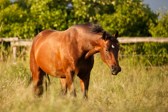 Pferd nie&szlig;t