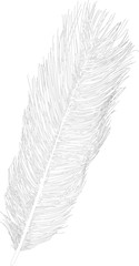straight ostrich feather sketch isolated on white