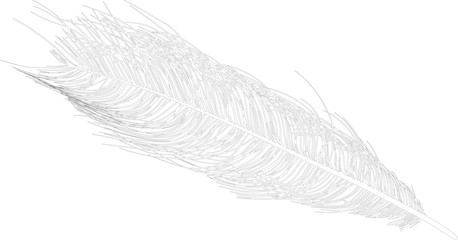 illustration with ostrich feather black sketch