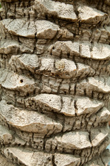 Naklejka premium Palm tree bark close-up background. Palm trunk texture