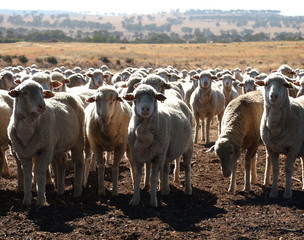 Flock of sheeps are very curious on the field