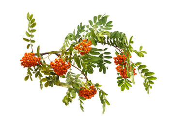 with bunches of rowan branch isolated - obrazy, fototapety, plakaty