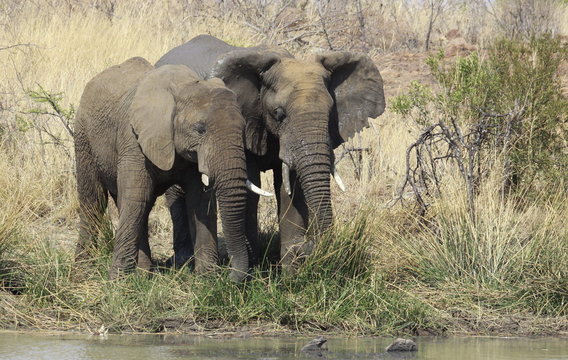 Togetherness. African Bush Elephant, Loxodonta Africana At Pilan