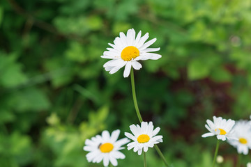 Fototapeta premium close up of beauty camomiles