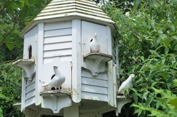 Three Doves in white Dovecote