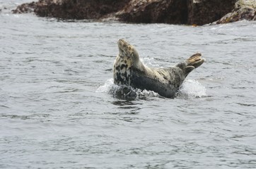 Single seal on rock in sea