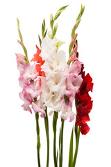 gladiolus flower isolated