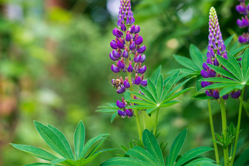 Fresh lupines close up blooming in spring