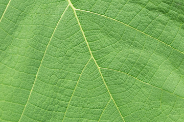 Green leaf texture close up