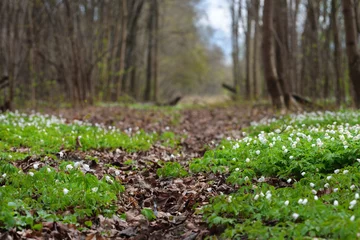 Fotobehang Wild Anemone flowers in the spring forest. Latvia © Aastels