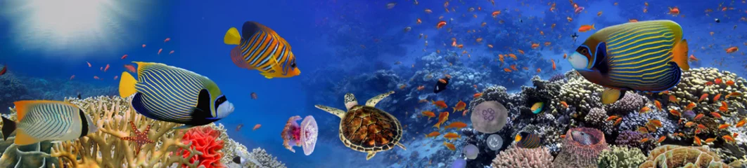 Rolgordijnen Donkerblauw Underwater panorama with turtle