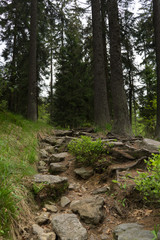 Bayerischer Wald