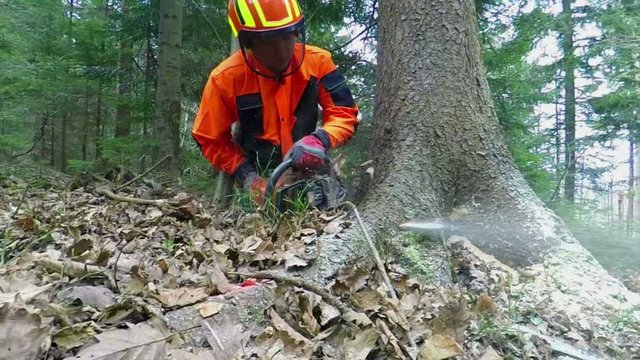 A logger is slicing through wood on a spruce with a chainsaw. He would like to cut this tree down. Close-up shot.
