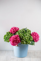 blue bowl bucket a bunch green and pink color hydrangea white background. bright colors. purple cloud. 50 shades