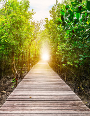Wood bridge to walk in Mangrove forest tropical rainforest in the morning and sunlight