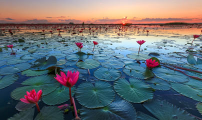 Naklejka premium The sea of red lotus, Lake Nong Harn, Udon Thani, Thailand