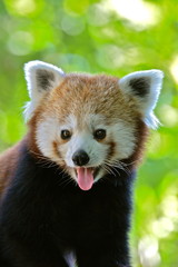 Panda roux, Ailurus fulgens