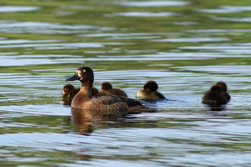 Wild duck tufted with ducklings on the lake