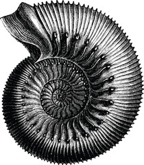 Vintage Illustration sea shell