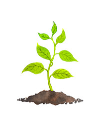 Spring sprout - green plant. Watercolor