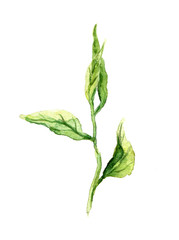 Green spring sapling with leaves. Watercolor