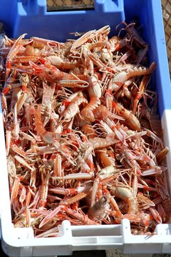 arrivage de langoustines au port du Guilvinec,Bretagne