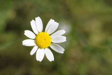 Obraz premium chamomile on blurred garden background