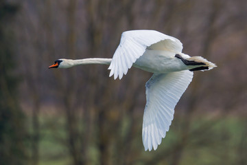 portrait of flying mute swan (Cygnus olor)